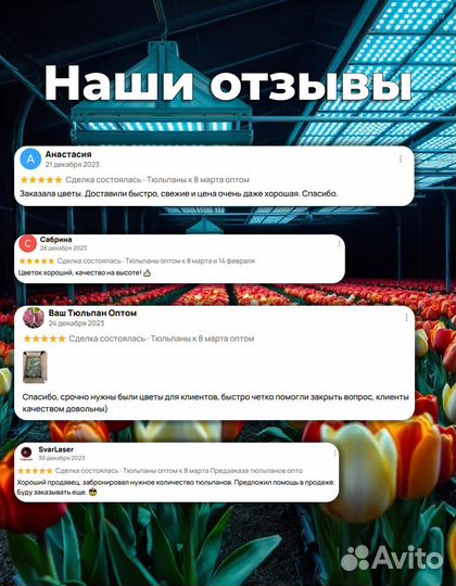 Тюльпаны оптом к 8 марта Предзаказа тюльпанов опто