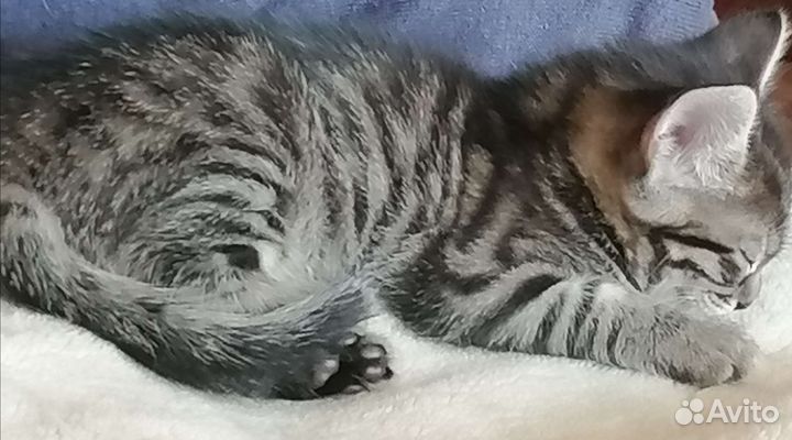 Отдам котёнка, ласковый, ест все, лоток знает