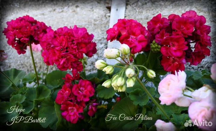 Пеларгония герань сортовая