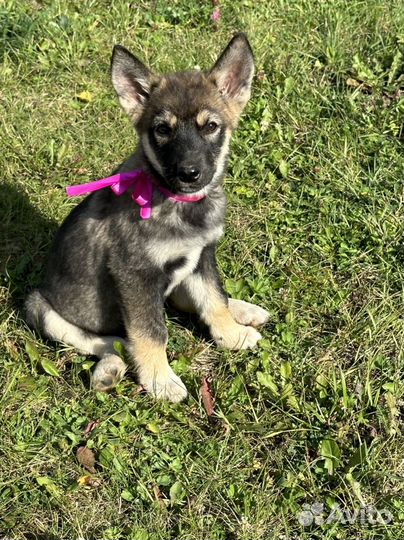 Лайка/ хаски