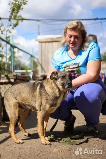 Собаки из приюта