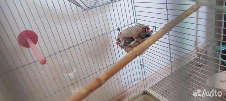 Зебровые амадины