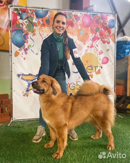 Хендлер. Дрессировка. Показ собак на выставках