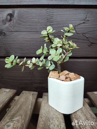 Бонсай Портулакария афра вариегата