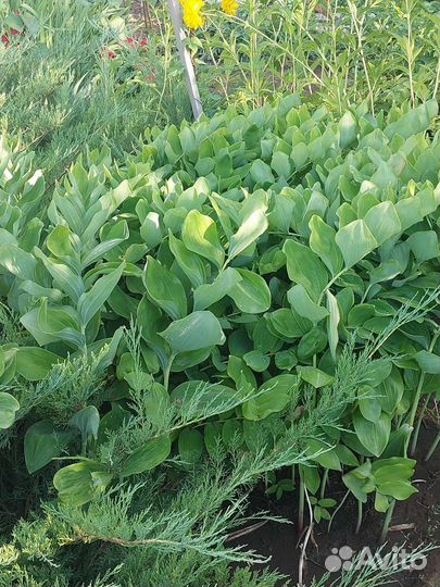 Многолетники садовые