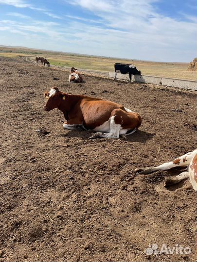 Айширская корова