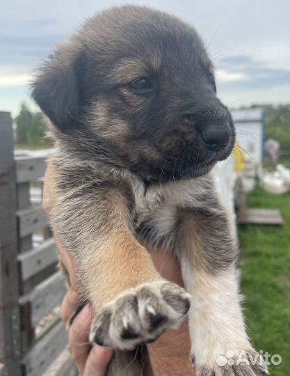 Отдам щенков