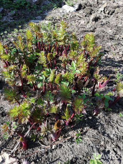 Сельдерей многолетний (любисток)