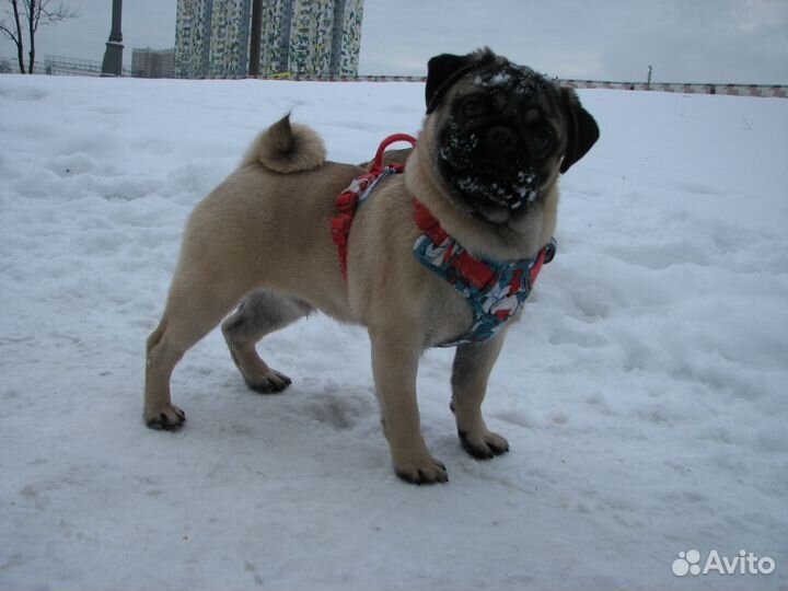 Мопс взрослый мальчик