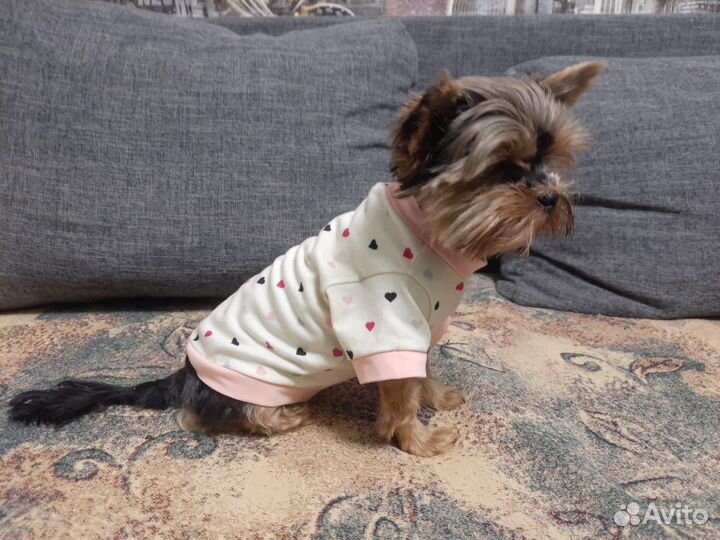 Футболка (майка) новая для собаки (Йорк)