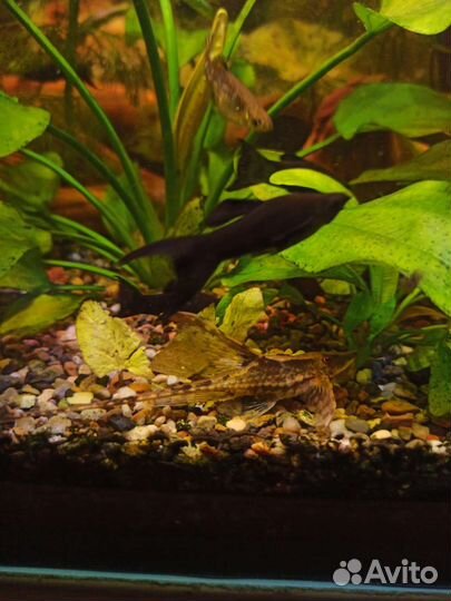 Акваримные рыбки