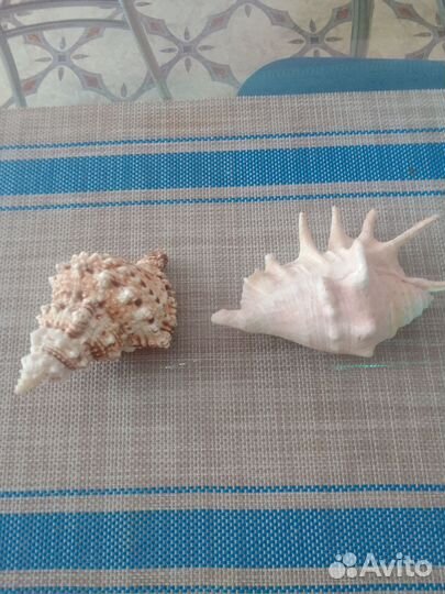 Для аквариума-Морские раковины. Цена за обе