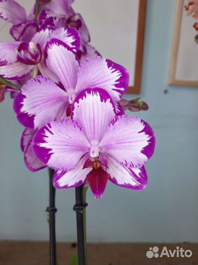 Орхидея