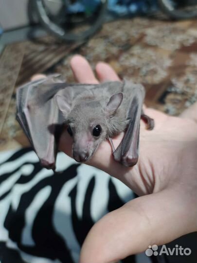 Египетская летучая собака, нильский крылан