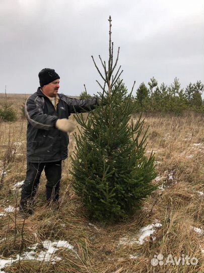 Ёлки (живые) оптом