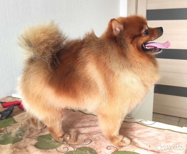 Стрижка собак на дому. Грумер