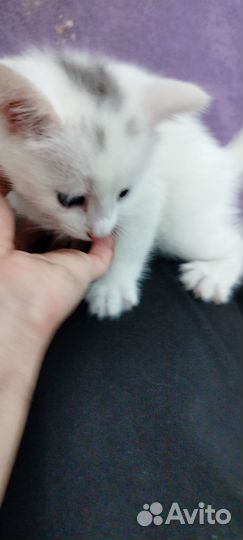 Котята белые