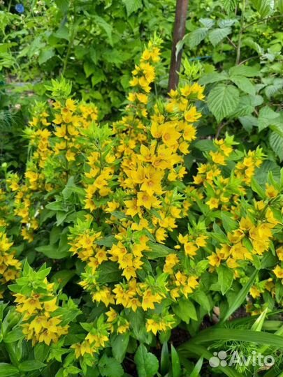 Цветы многолетние