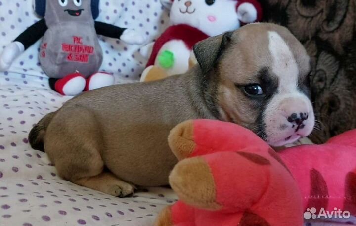 Американский булли