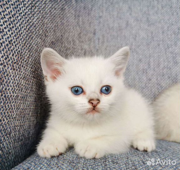 Британские котята