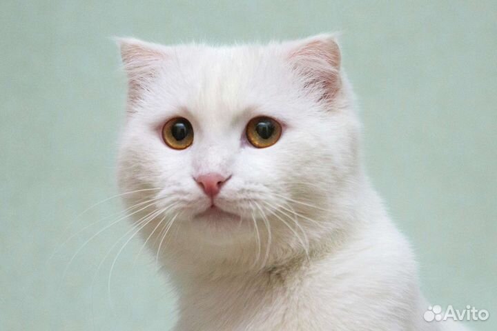 Белый кот Эклер в добрые руки