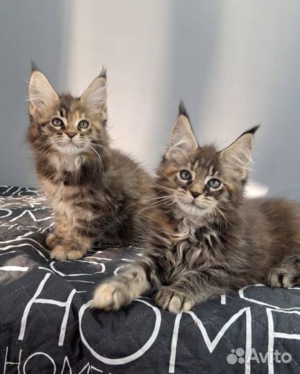 Котята мейн-кун