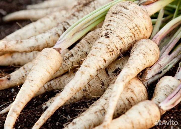 Белый корень