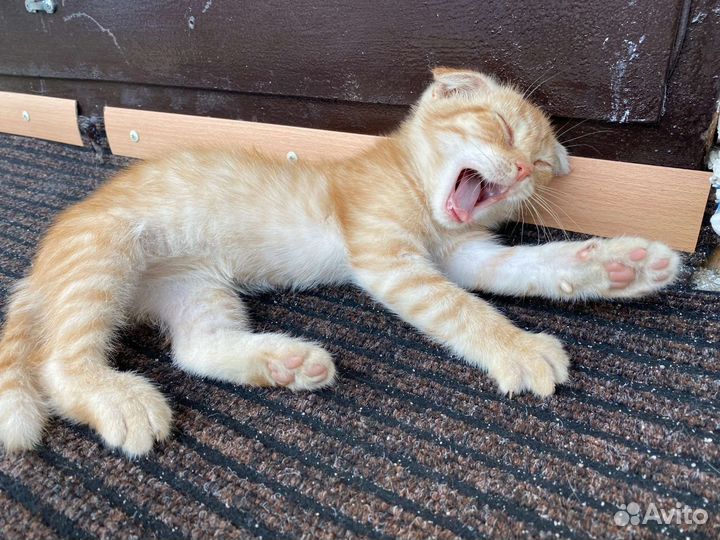 Котенок на улице