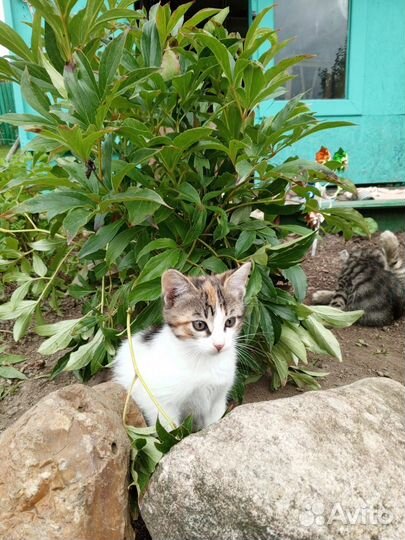 Котята в добрые руки бесплатно