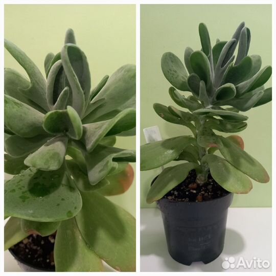 Каланхоэ орикула