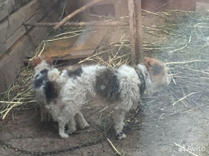 Фокстерьер