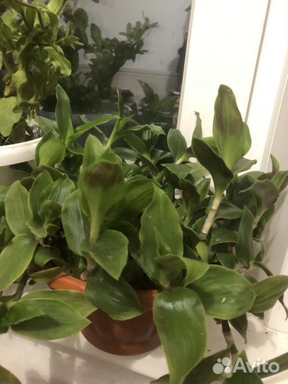 Традесканция