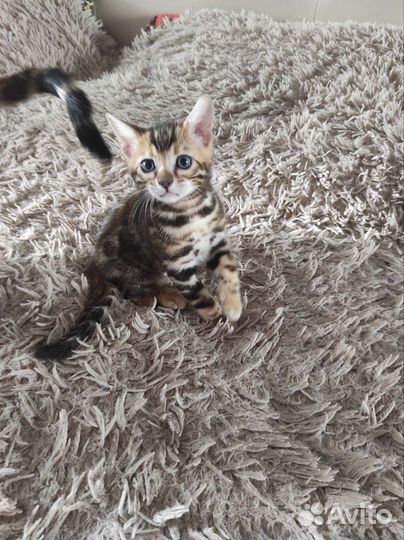 Бенгальский котик