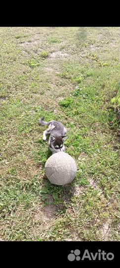 Аляскинский кли кай