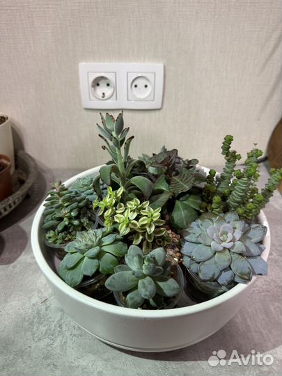 Садик из суккулентов