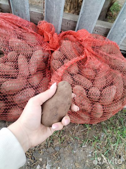 Картофель фиолетовый