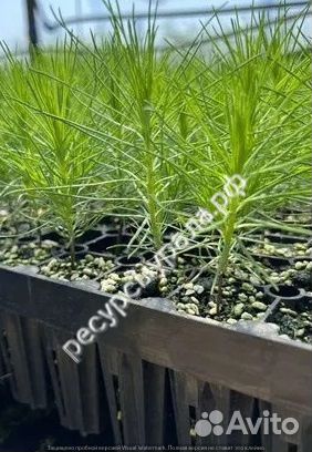 Сеянцы сосна обыкновенная ель сибирская зкс