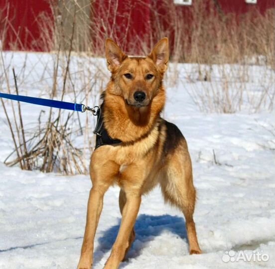 Собака в добрые руки