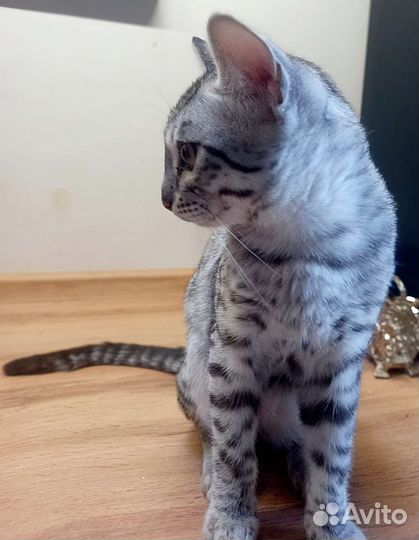 Бенгальская леопардовая кошка