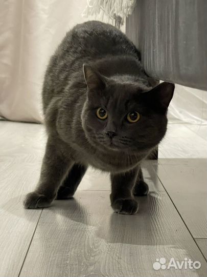 Британский котенок (девочка) в добрые руки