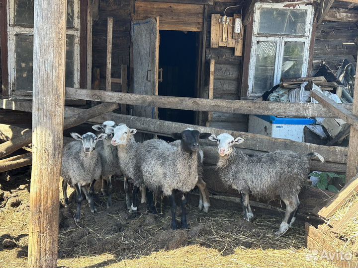 Овцы бараны ягнята