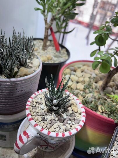 Эксклюзивный подарок Хавортия Зебра