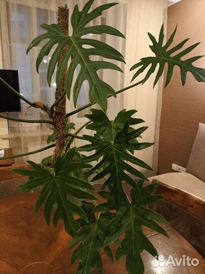 Филодендрон лучистый