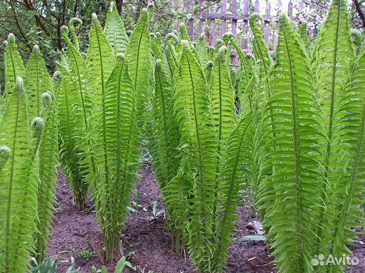 Папоротник страусник