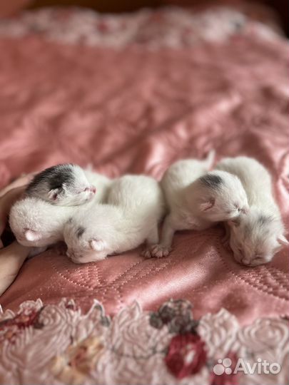 Котята в добрые руки