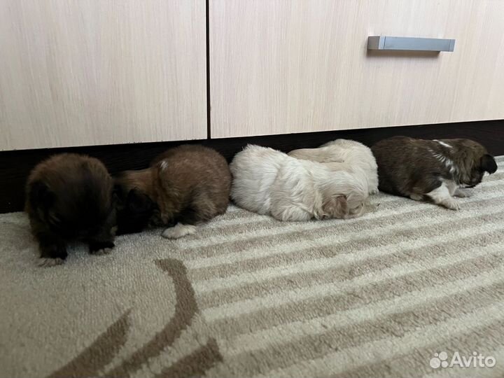 Щенки пекинеса