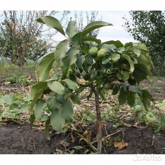 Грецкий орех «Идеал»