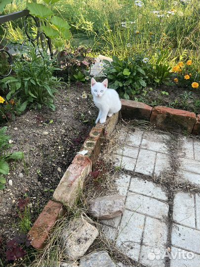 Котята в добрые руки бесплатно