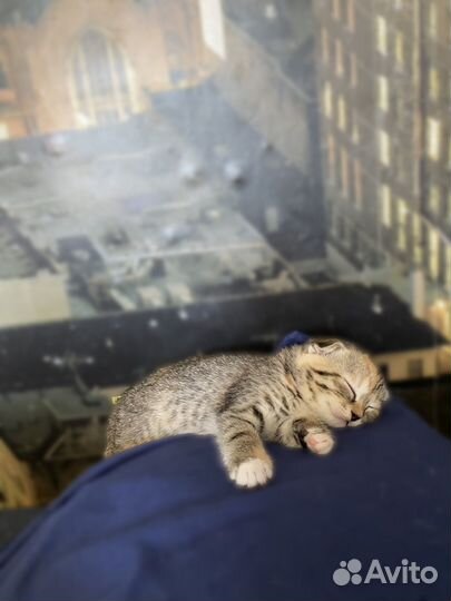 Вислоухие котята