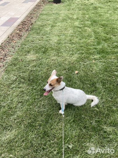 Собака в добрые руки отдам бесплатно